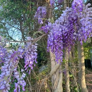 Meet your Posher, Rosa